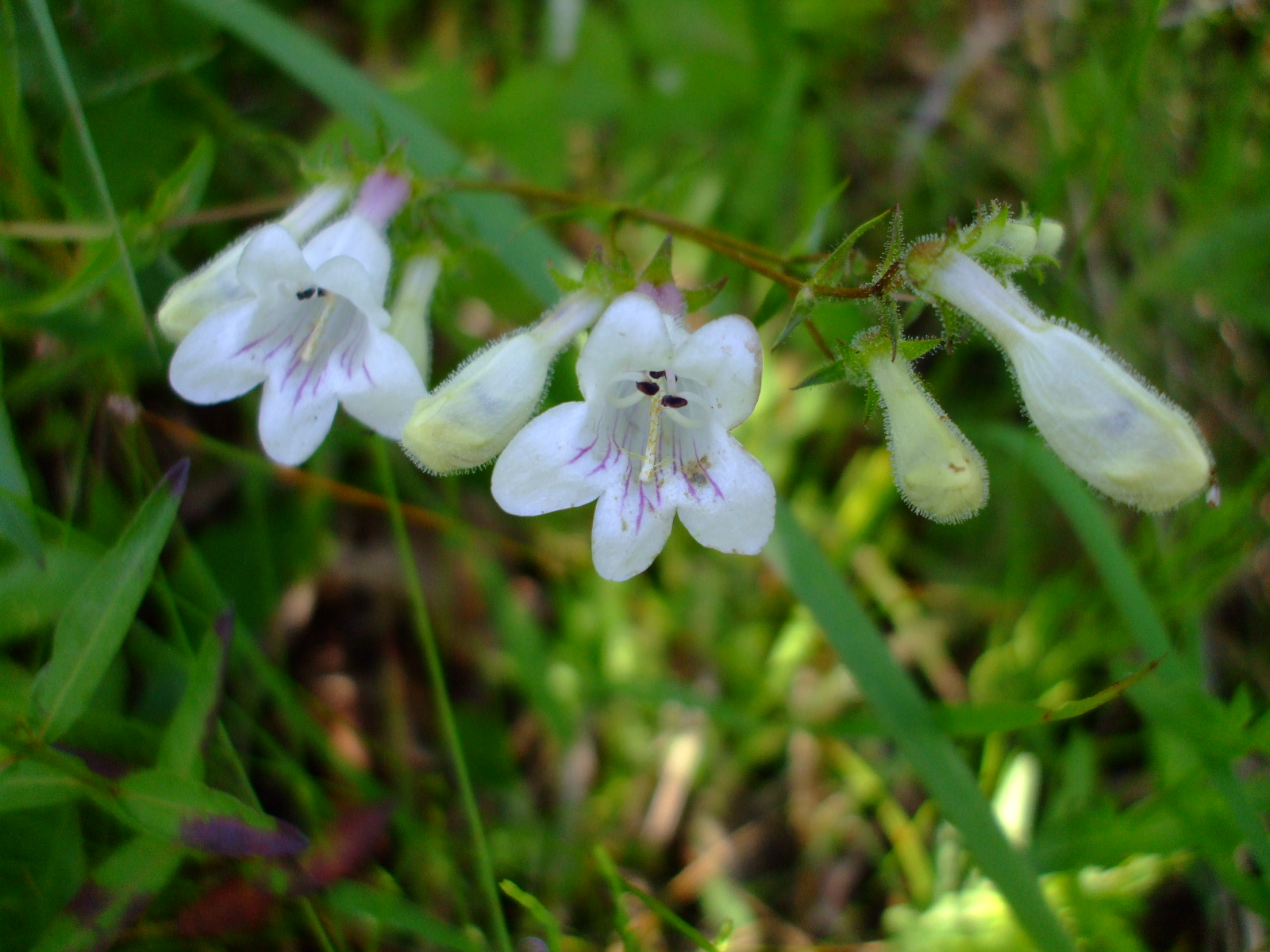 Penstemon digitalis